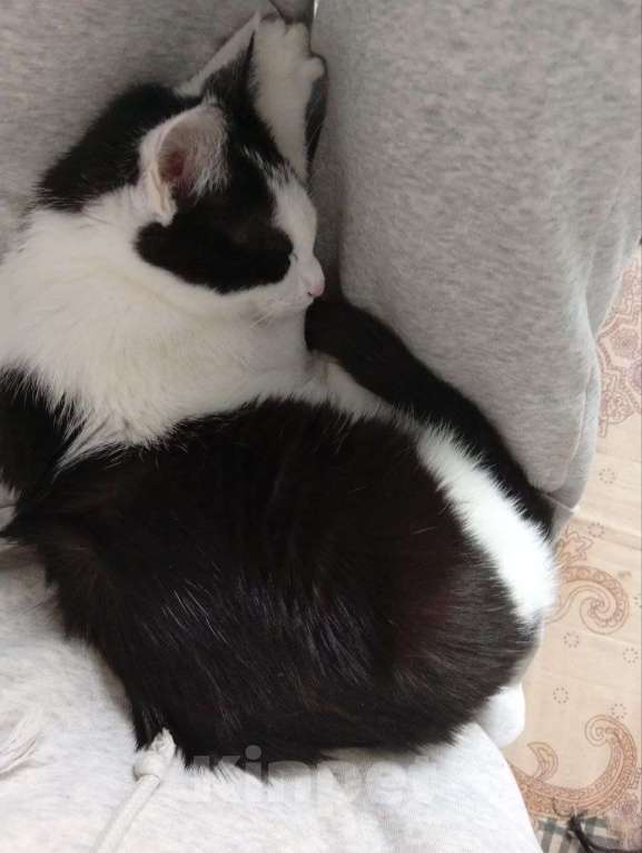 Кошки в Москве: Кошечка ищет дом Девочка, 300 руб. - фото 4