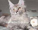 Кошки в Наро-Фоминске: Camilla. Female. MCO fs25 born June 14.2025 Девочка, 120 000 руб. - фото 3