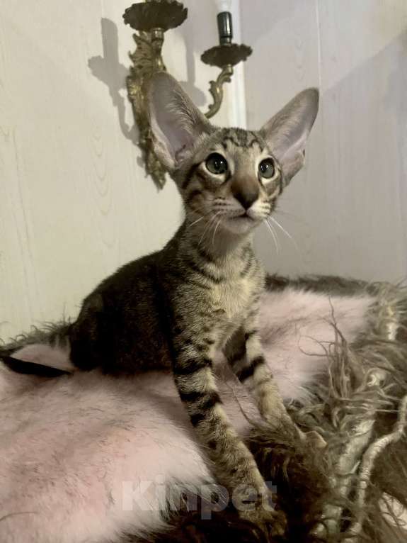 Кошки в Санкт-Петербурге: Ориентальный Котенок пятнисто-полосатый , как рысь Мальчик, 50 000 руб. - фото 3