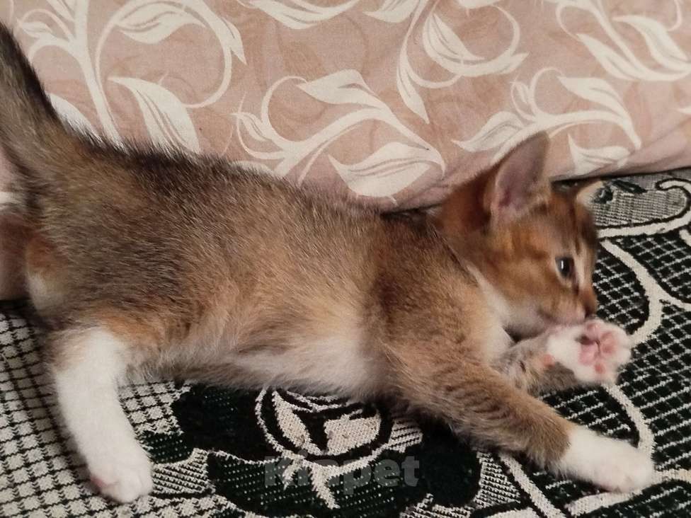 Кошки в Обнинске: Кошечка Девочка, Бесплатно - фото 3