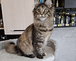 Кошки в Москве: Мейн кун Девочка, 35 000 руб. - фото 4