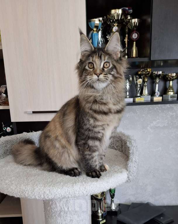 Кошки в Москве: Мейн кун Девочка, 35 000 руб. - фото 4