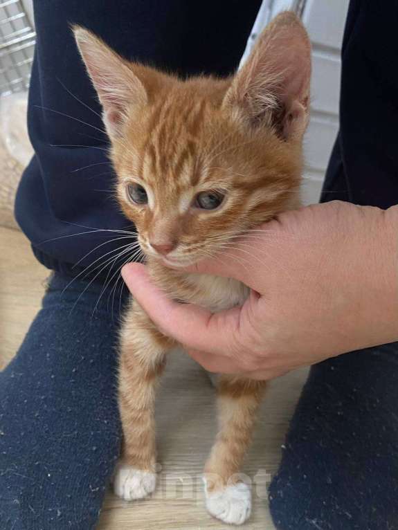 Кошки в Москве: Мне нужен дом Мальчик, Бесплатно - фото 5