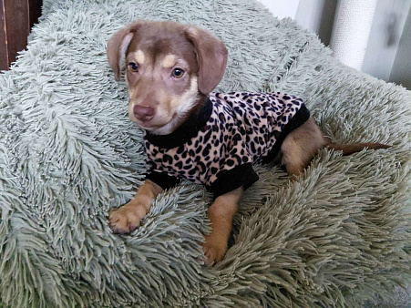 Красивый щеночек мелкого размера