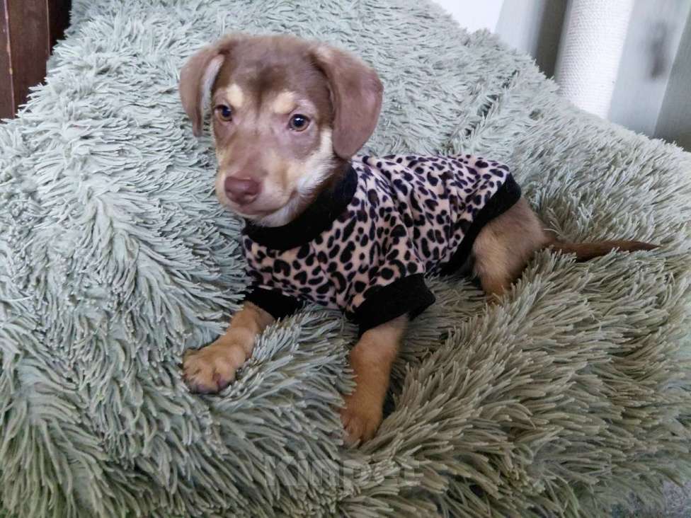 Собаки в Санкт-Петербурге: Красивый щеночек мелкого размера Девочка, Бесплатно - фото 1