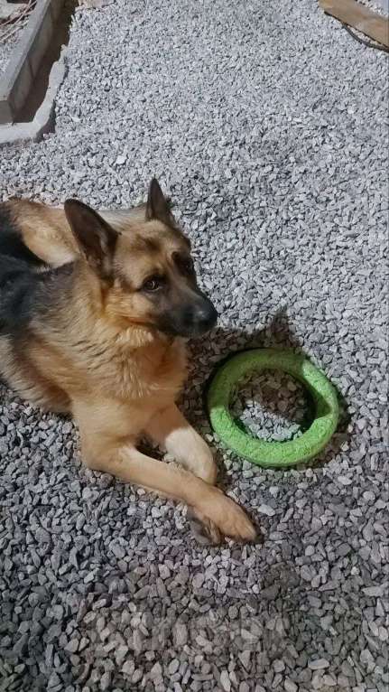 Собаки в Екатеринбурге: Потерялась овчарка 26.12.25, В районе Серовского тракта, 19-й км Мальчик, 5 000 руб. - фото 2