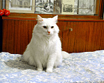 Кошки в Санкт-Петербурге: Безумной красоты кот с характером Мальчик, Бесплатно - фото 3