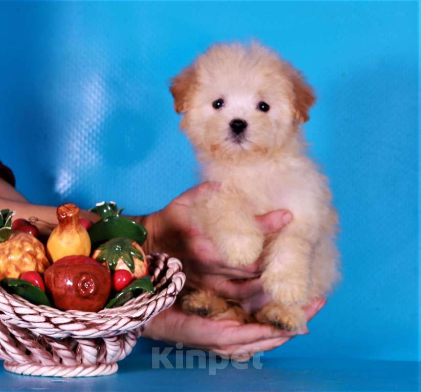 Собаки в Москве: мальтипу Ф1 щенки Мальчик, 80 000 руб. - фото 1