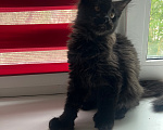 Кошки в Дубне: Котёнок мейн-кун Девочка, 15 000 руб. - фото 1