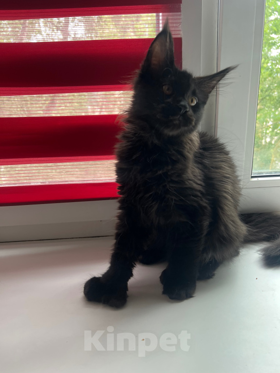 Кошки в Дубне: Котёнок мейн-кун Девочка, 15 000 руб. - фото 1