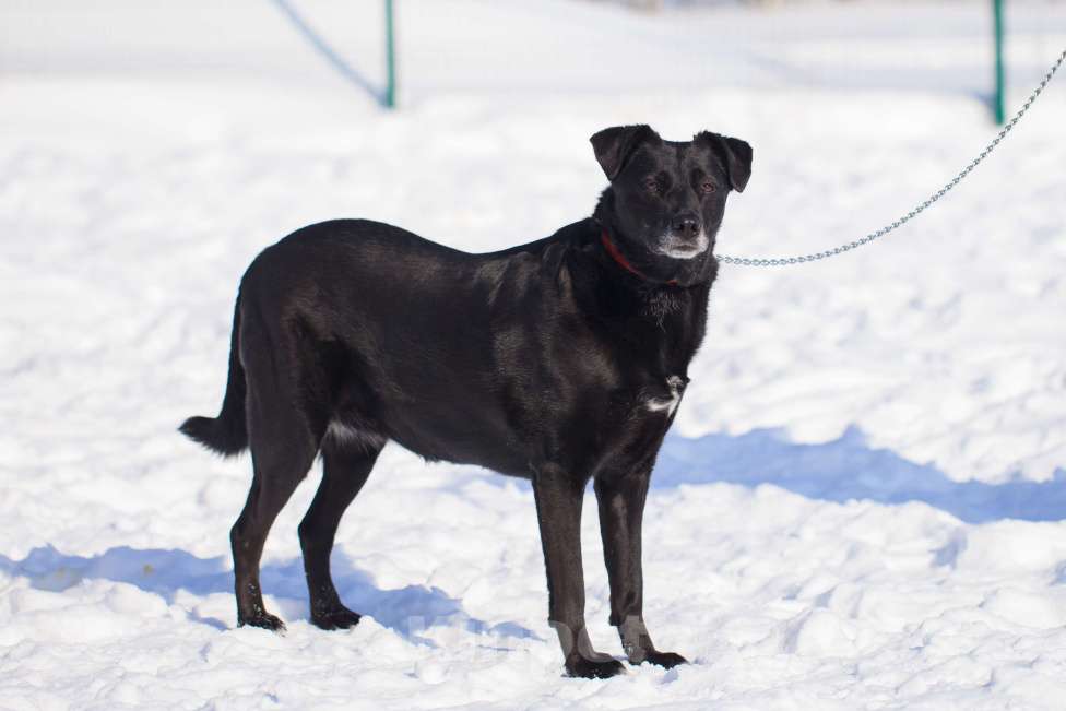 Собаки в Москве: Дина Девочка, Бесплатно - фото 2