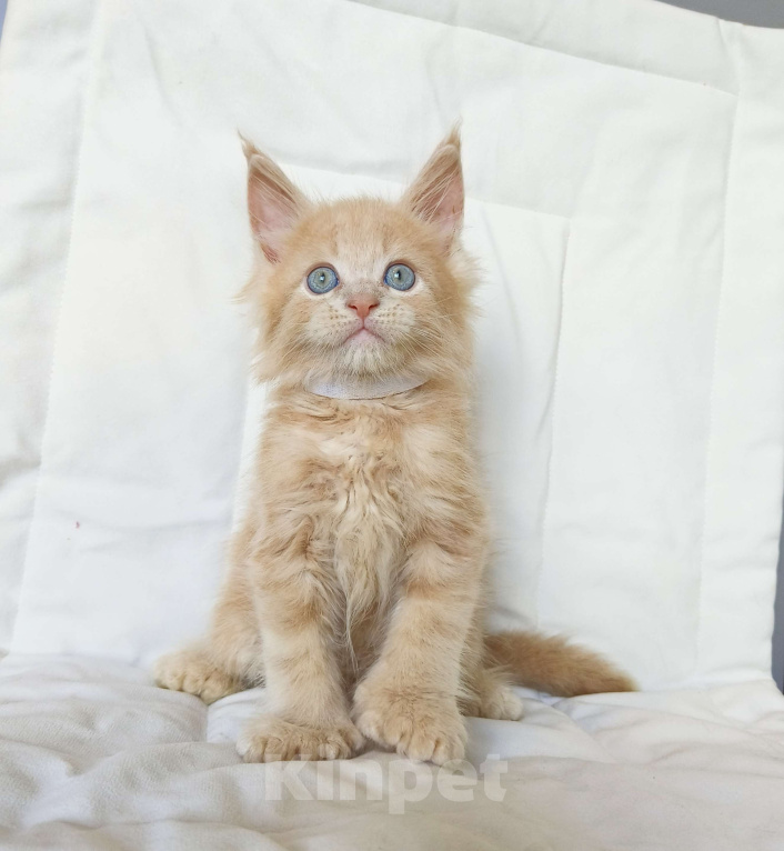 Кошки в Москве: Мейн-Кун полидакт Мальчик Мальчик, 90 000 руб. - фото 5