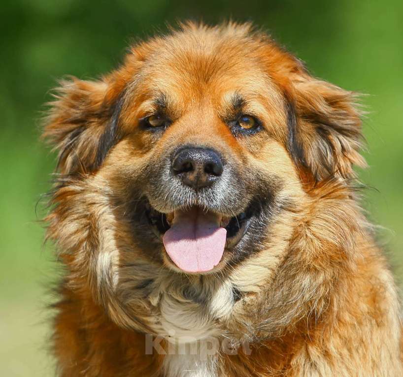 Собаки в Москве: Буран, просто самый классный в мире пес Мальчик, Бесплатно - фото 1