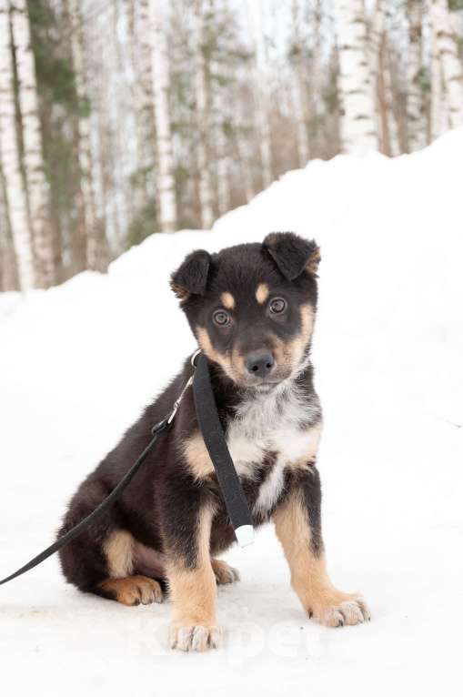 Собаки в Ногинске: Щенок с красивым именем Марсель ищет дом Мальчик, Бесплатно - фото 3