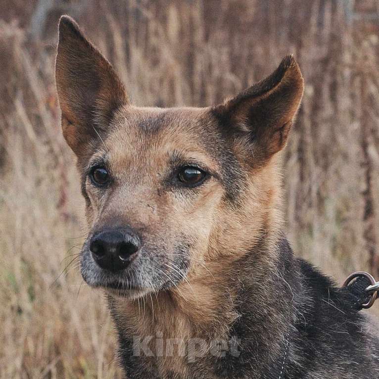 Собаки в Москве: Тесса Девочка, Бесплатно - фото 2