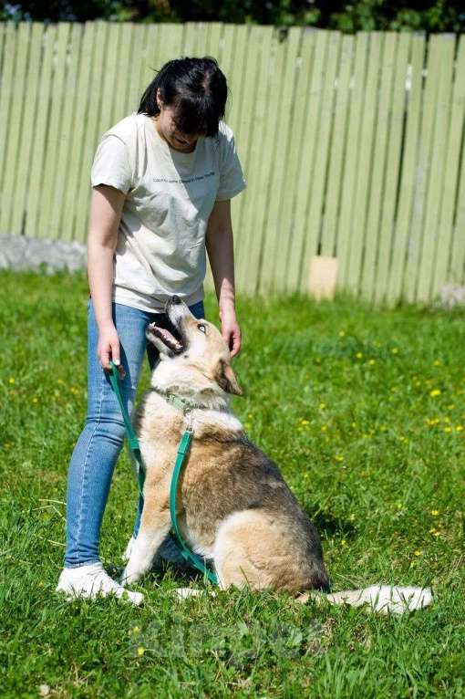 Собаки в Москве: Алмаз Мальчик, Бесплатно - фото 5