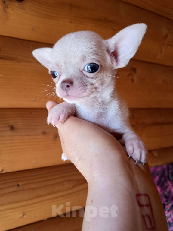 Собаки в Москве: Мини Зефирчик Мальчик, 50 000 руб. - фото 5