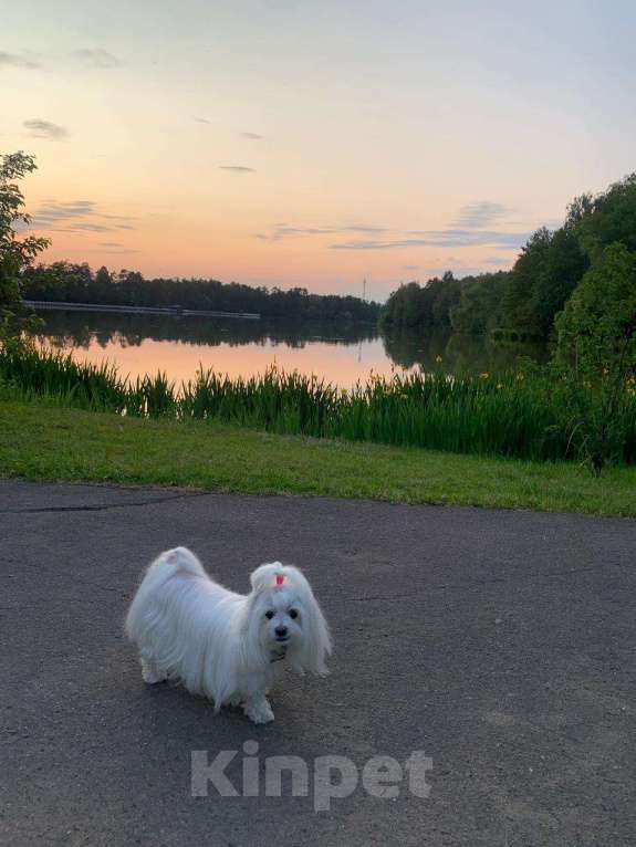 Собаки в Москве: щенки мальтипу Ф1 Мальчик, 150 000 руб. - фото 3