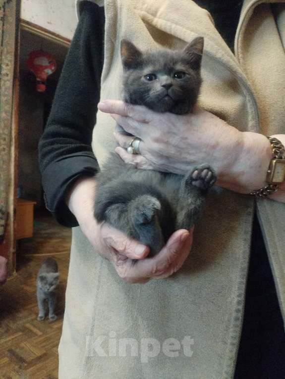 Кошки в Москве: Мальчик русский голубой Мальчик, 4 000 руб. - фото 2