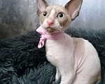 Кошки в Санкт-Петербурге: Котята корниш-рекс Девочка, 5 000 руб. - фото 2