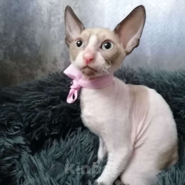 Кошки в Санкт-Петербурге: Котята корниш-рекс Девочка, 5 000 руб. - фото 2