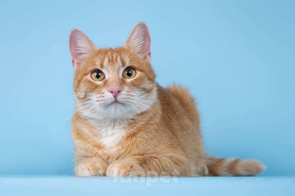 Кошки в Москве: кошка Морошка ищет дом Девочка, Бесплатно - фото 2