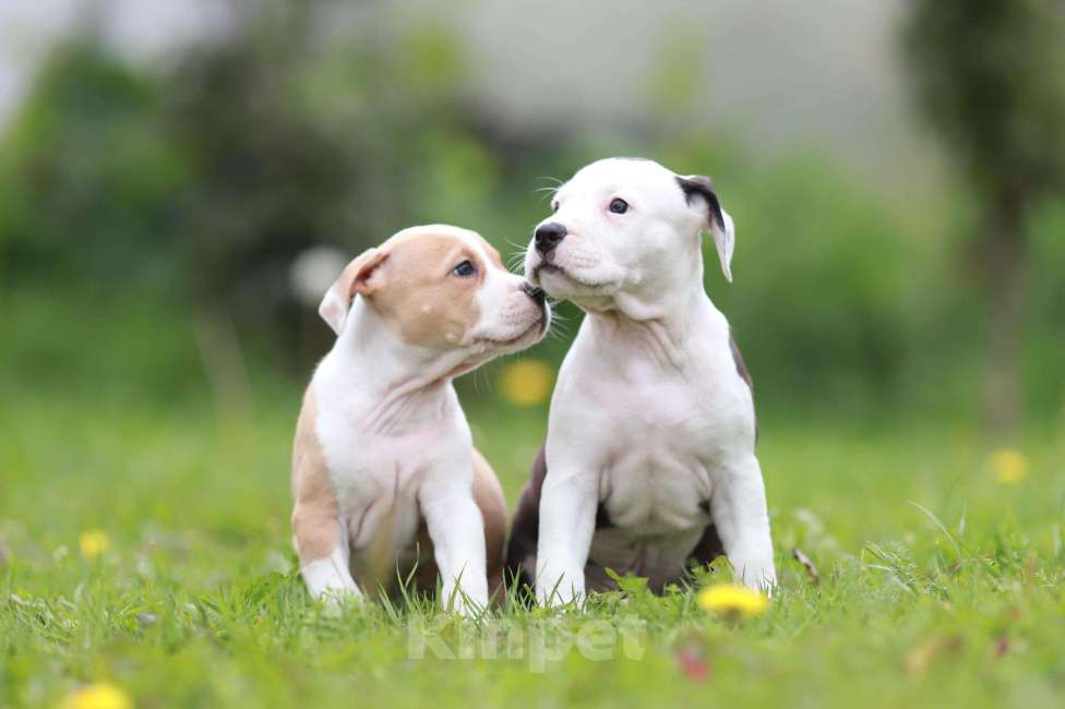 Собаки в Москве: Щенки амстаффа из питомника  Мальчик, 100 000 руб. - фото 3