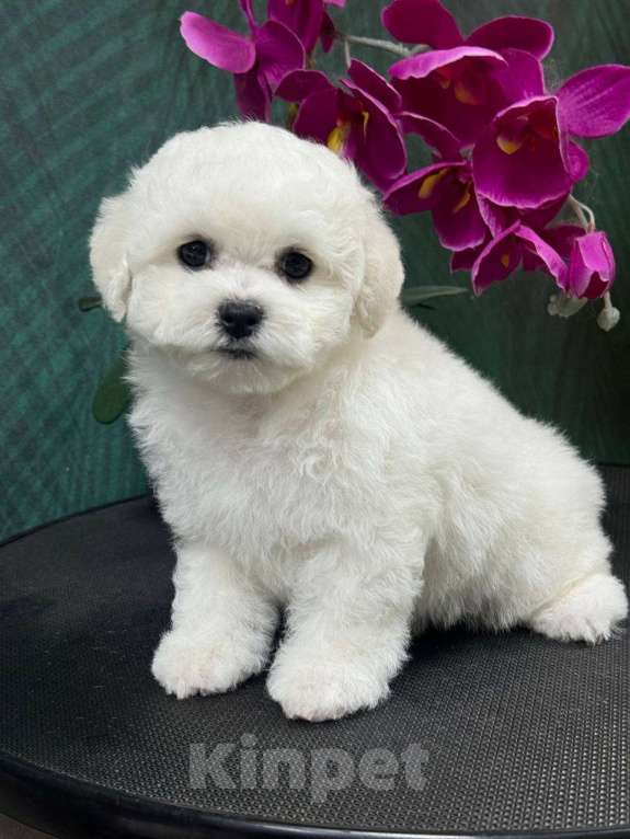 Собаки в Москве: Мальчик бишон фризе Мальчик, 80 000 руб. - фото 2