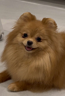 Продается чудесная подрощенная малышка породы померанский шпиц