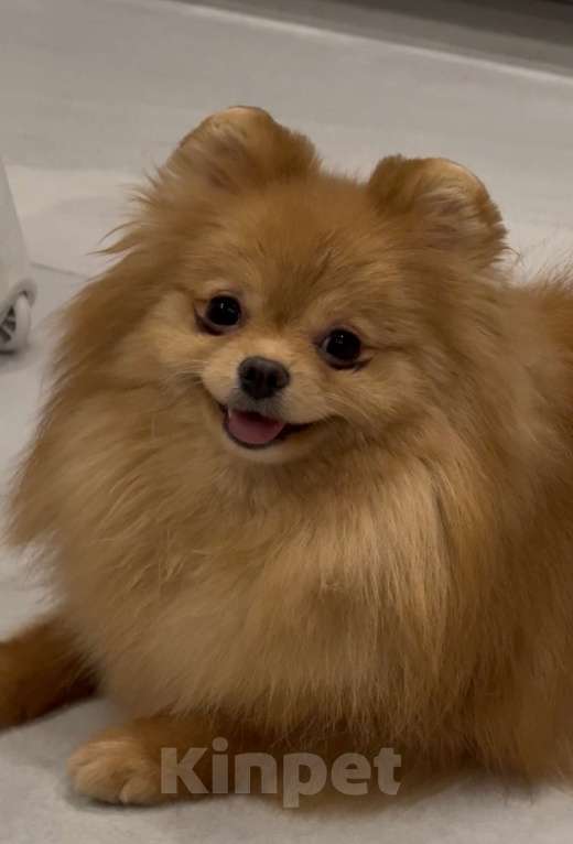 Собаки в Москве: Продается чудесная подрощенная малышка породы померанский шпиц Девочка, 40 000 руб. - фото 1