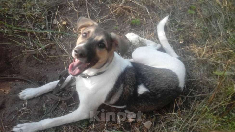 Собаки в Москве: Умный песик Робин Мальчик, Бесплатно - фото 7