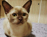 Кошки в Ливны: Шикарная Красотка Европейская Бурма, 40 000 руб. - фото 6