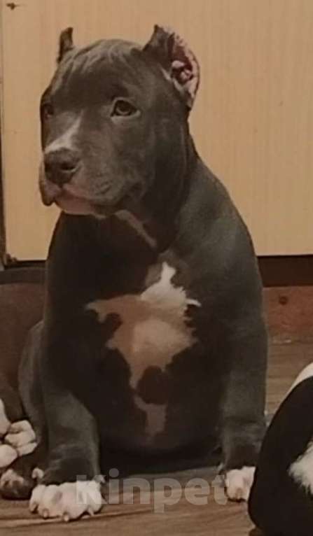 Собаки в Абинске: Очаровательная малышка булли Девочка, 60 000 руб. - фото 2