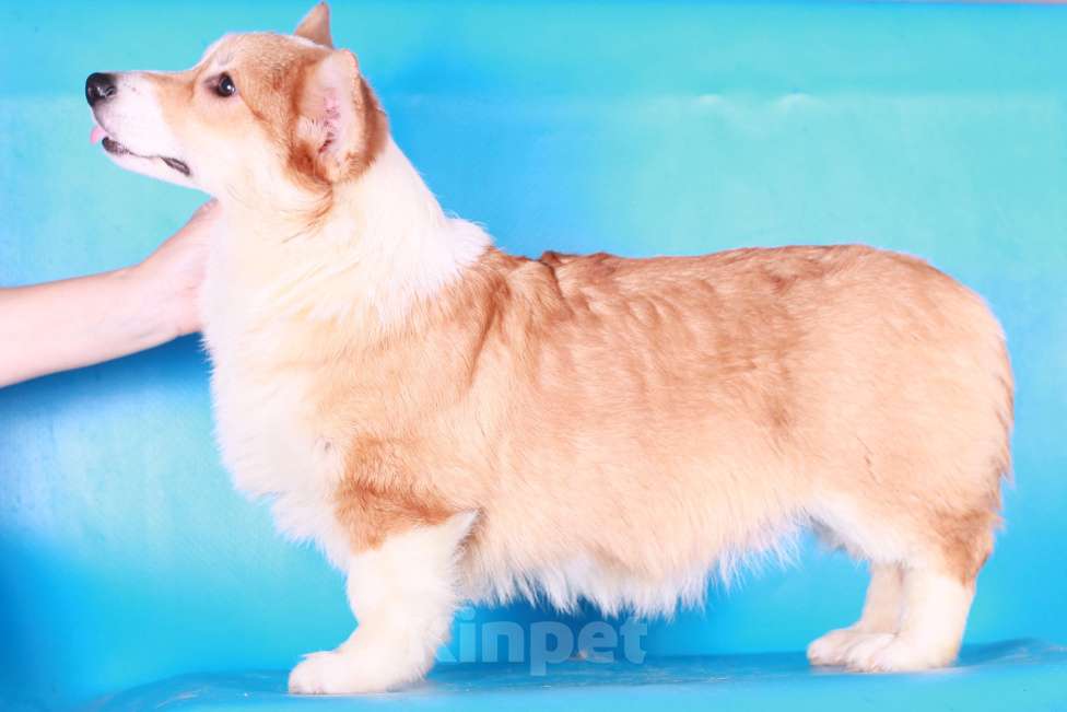 Собаки в Москве: вельш корги пемброк щенки Мальчик, 70 000 руб. - фото 8