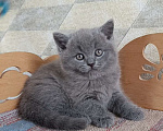 Кошки в Санкт-Петербурге: Голубой британский котенок Мальчик, 50 000 руб. - фото 2