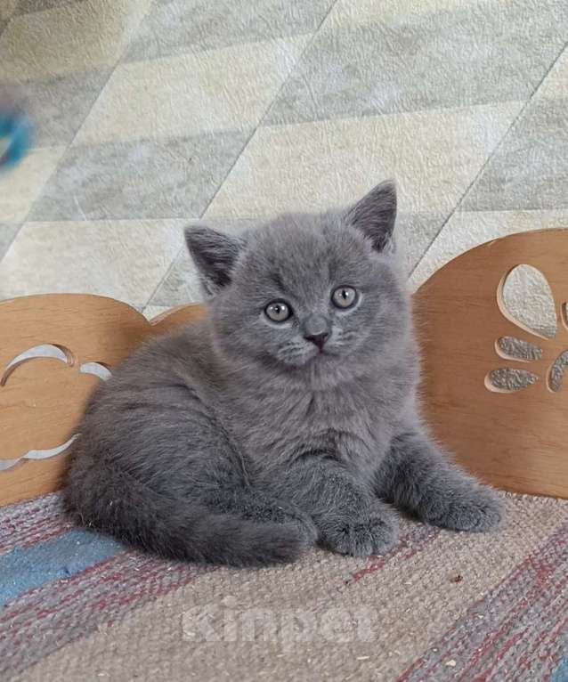 Кошки в Санкт-Петербурге: Голубой британский котенок Мальчик, 50 000 руб. - фото 2