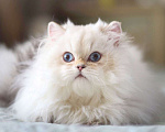 Кошки в Владивостоке: Британский котёнок. Нежное облачко Мальчик, 60 000 руб. - фото 3