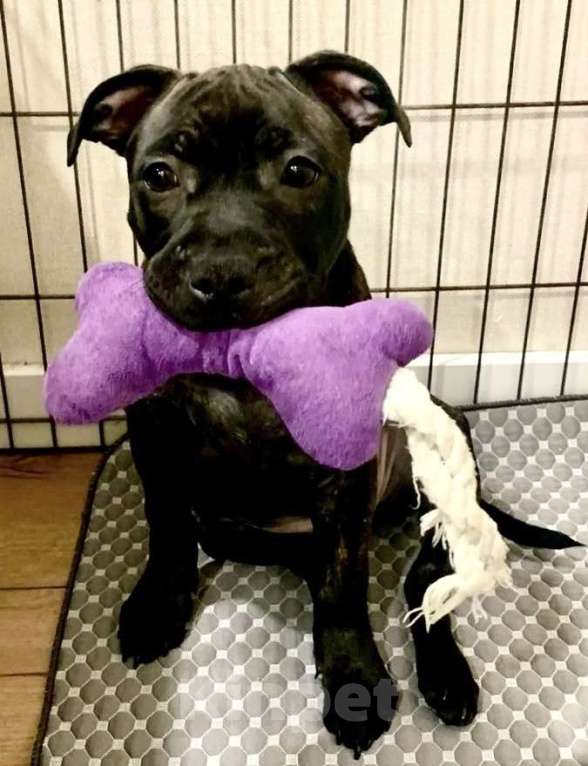 Собаки в Санкт-Петербурге: Стаффордширский бультерьер ( Англ.) Девочка, Бесплатно - фото 2