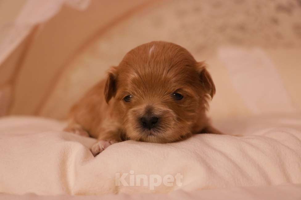 Собаки в Москве: Мальтипу девочка купить Девочка, 110 000 руб. - фото 1