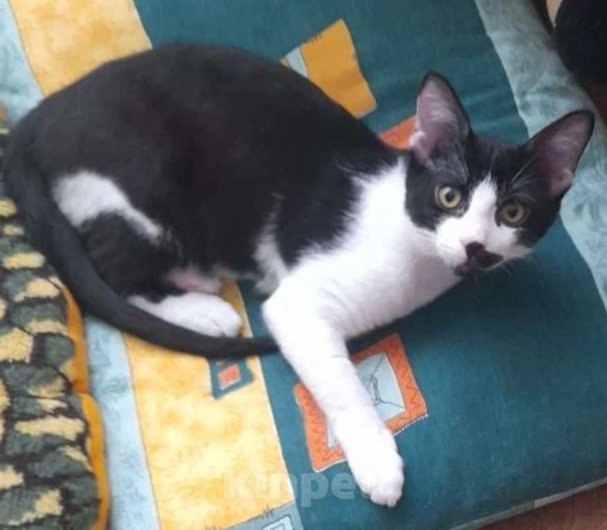 Кошки в Москве: Нежный котик Филя 3,7 месяца Мальчик, 200 руб. - фото 1