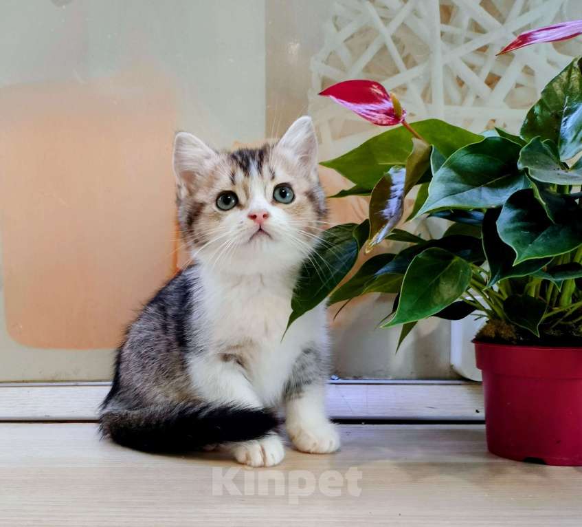 Кошки в Воронеже: Британская девочка окрас биколор Девочка, 25 000 руб. - фото 3