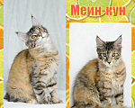 Кошки в Кемерово: Котята Мейн-кун Девочка, Бесплатно - фото 3