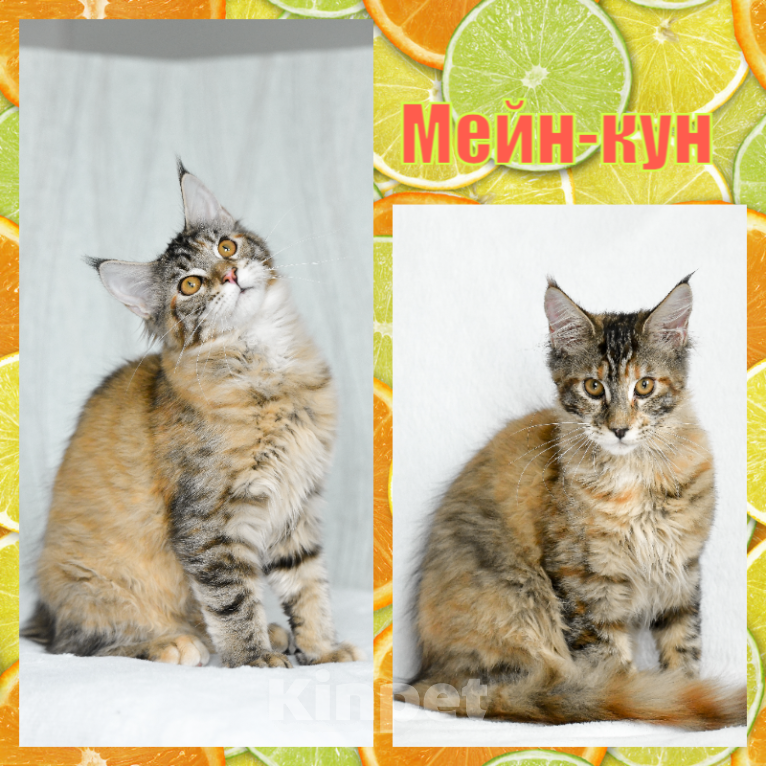 Кошки в Кемерово: Котята Мейн-кун Девочка, Бесплатно - фото 3