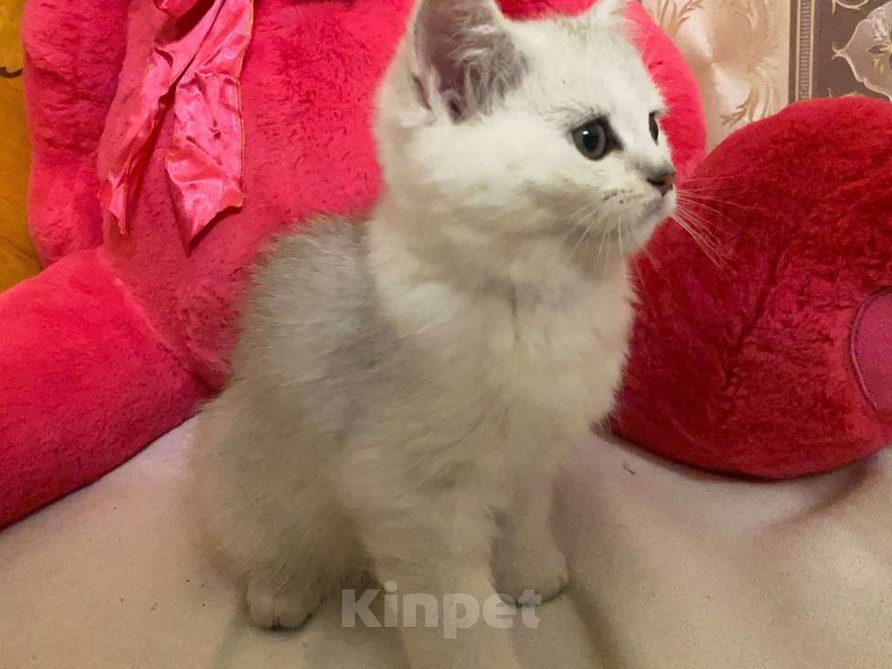 Кошки в Санкт-Петербурге: Прямоухий шотландский мальчик Мальчик, 17 900 руб. - фото 2