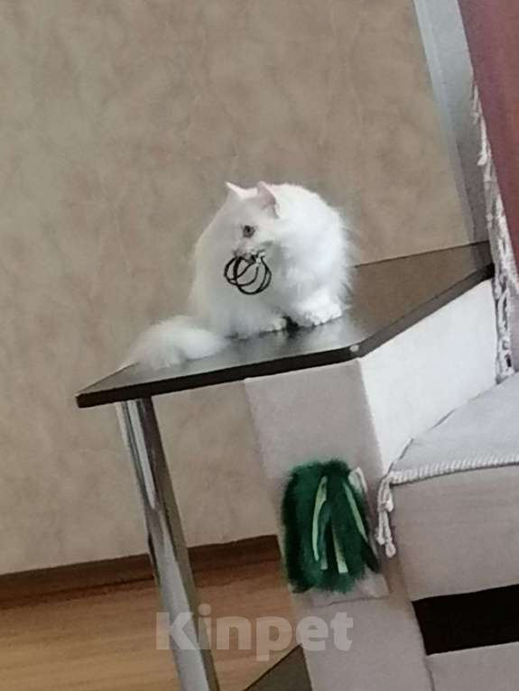 Кошки в Оренбурге: Ева ищет добрых хозяев Девочка, Бесплатно - фото 7