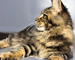 Кошки в других городах Московской области: Шикарная девчонка Девочка, 50 000 руб. - фото 6