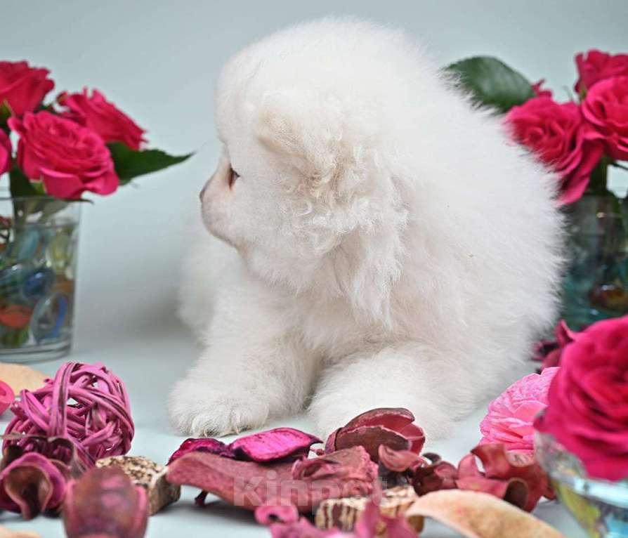 Собаки в Нижнем Новгороде: Щенок шпица Мальчик, 40 000 руб. - фото 5