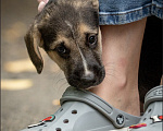 Собаки в Москве: 🐶 Стеша ищет свою семью! 🐶 Девочка, Бесплатно - фото 4