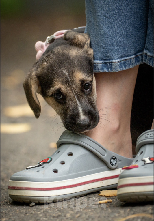 Собаки в Москве: 🐶 Стеша ищет свою семью! 🐶 Девочка, Бесплатно - фото 4
