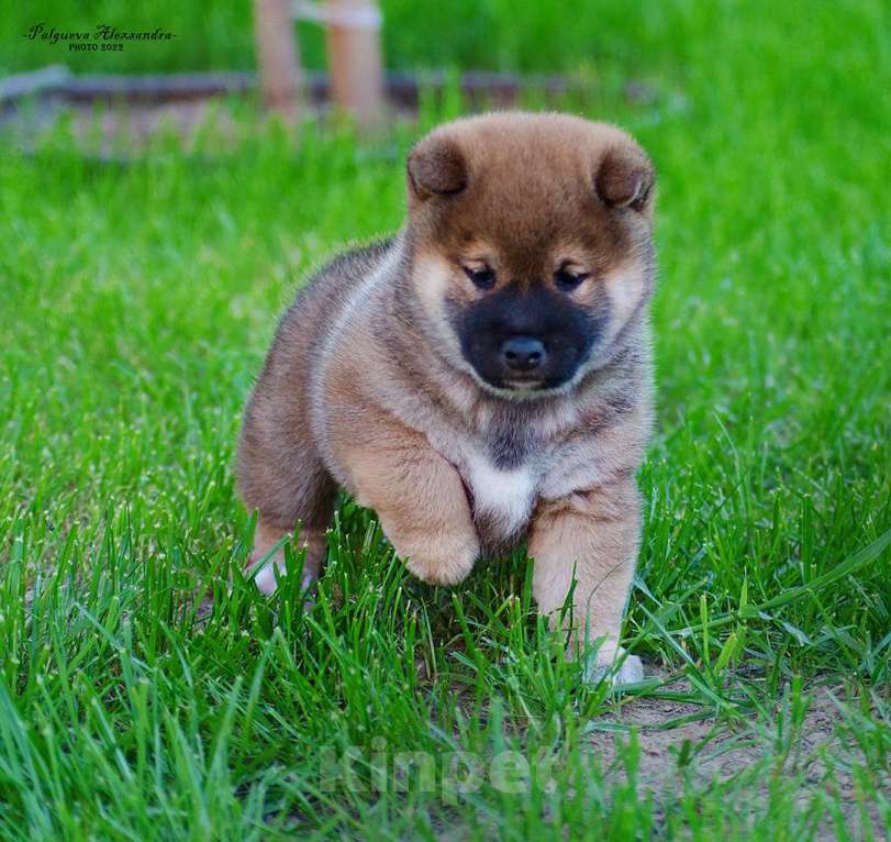 Собаки в Москве: Продаются щенки сиба ину от родителей чемпионов Мальчик, 80 000 руб. - фото 4